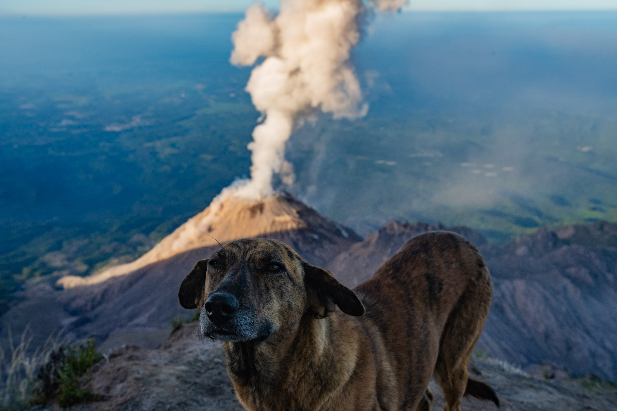 Tigresa in front of Santiaguito as it erupts.
