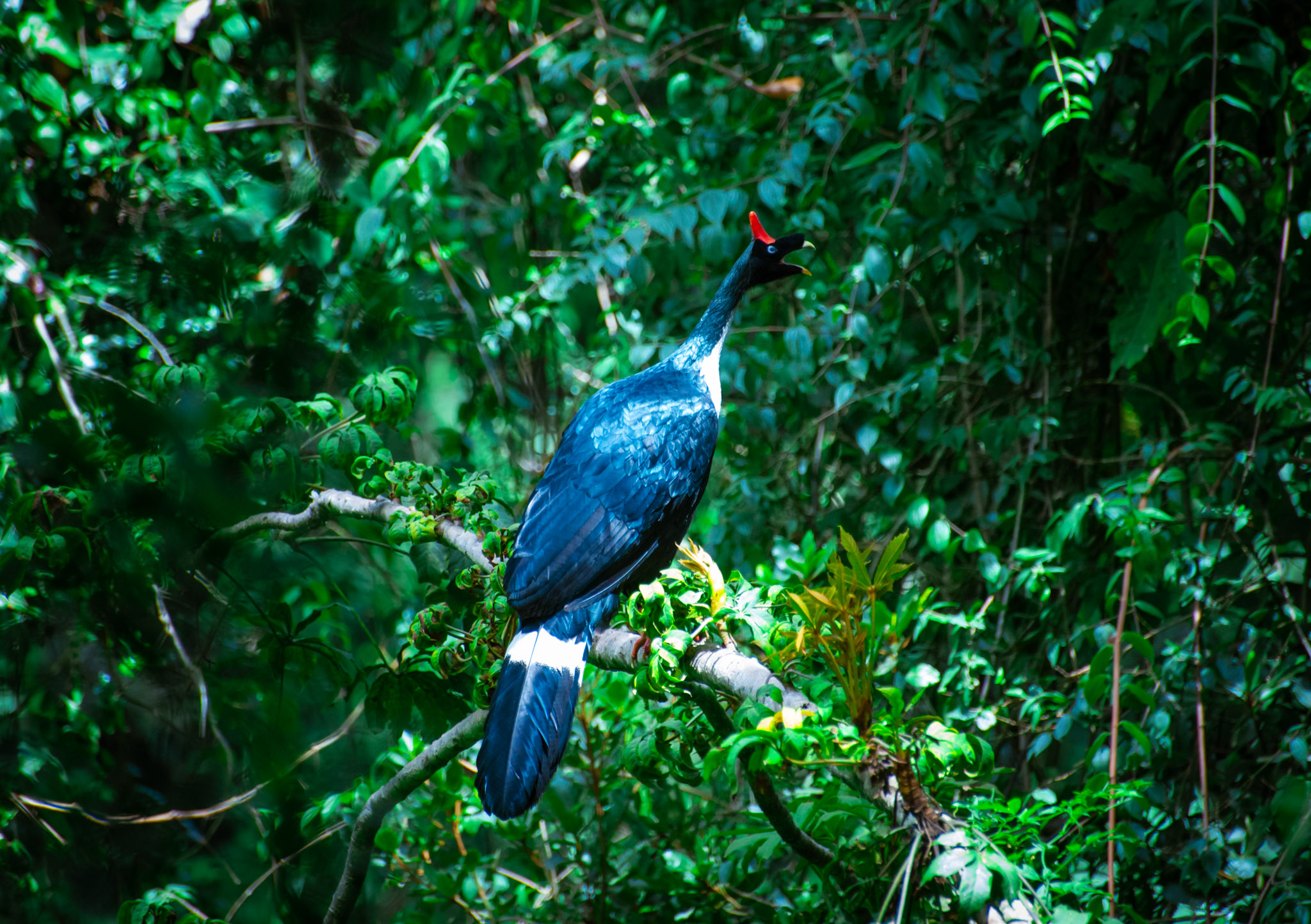 An extremely rare Pavo de Cacho spotted on Volcán Atitlán.