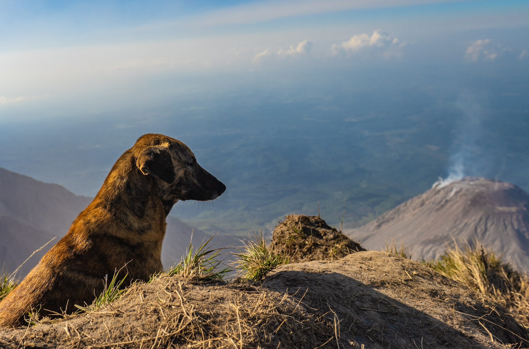 Tigresa, a famous dog that lives on Santa María, looking down at the Santiaguito domes.